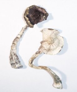 Albino A+ Magic Mushrooms