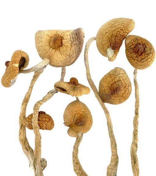 Golden Teacher Mushrooms