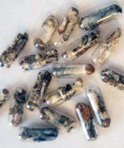 MicroMushrooms Online